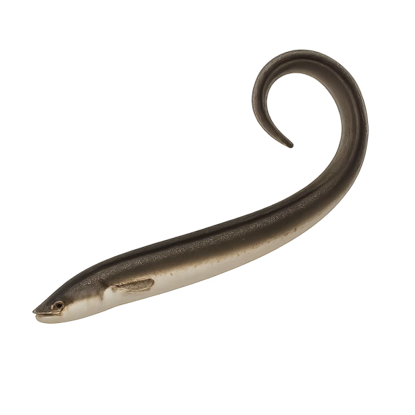 Anguile – Image 1
