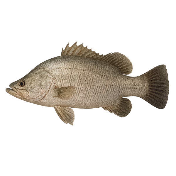 Capitaine - Poisson d'eau douce – Image 1