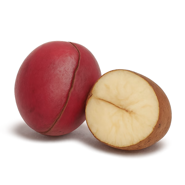 Noix de cola – Image 1