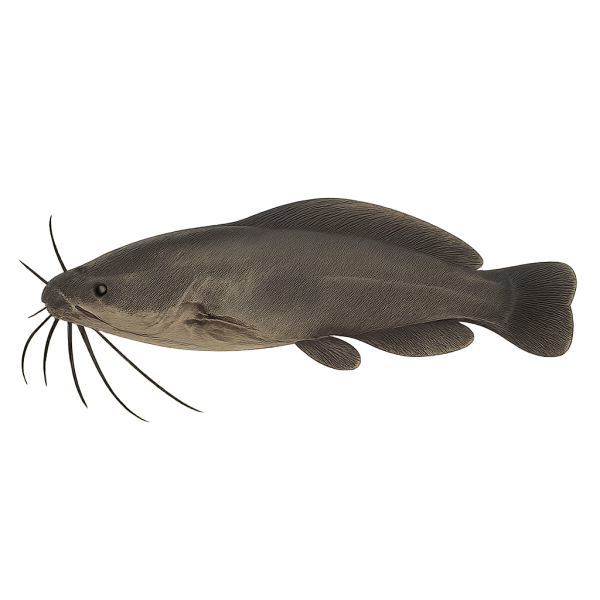 Silure - Poison d'eau douce – Image 1
