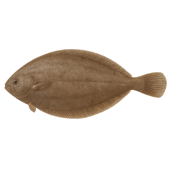 Sole – Image 1