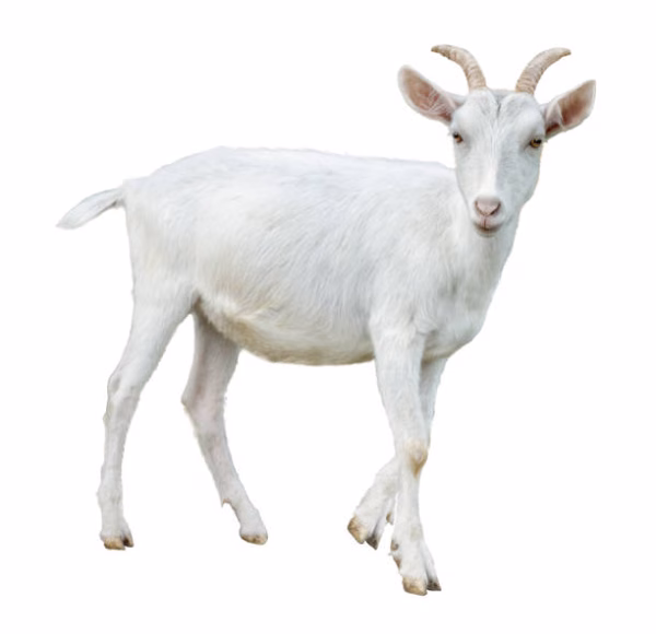 Chèvre – Image 1