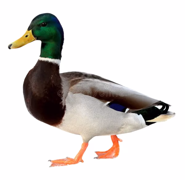 Canard – Image 1