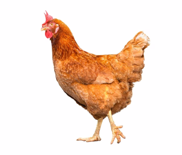 Poule – Image 1